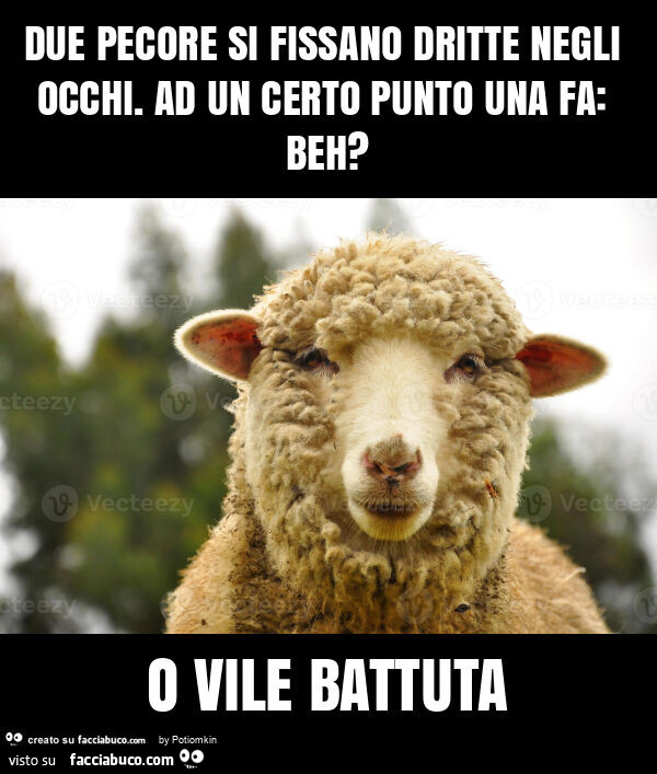 Ovile battuta pecore beh