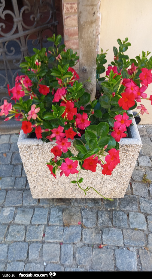 Vaccata