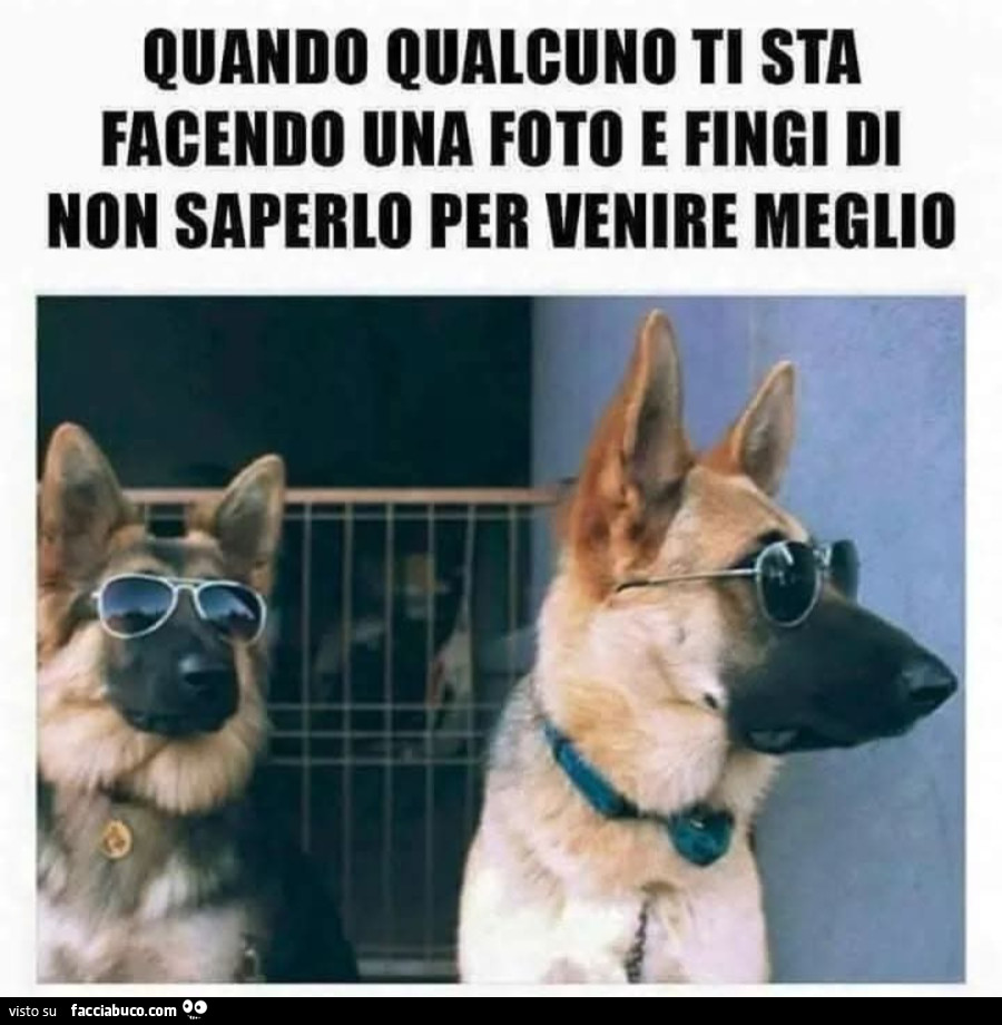 Quando qualcuno ti sta facendo un foto e fingi di non saperlo per venire meglio cani