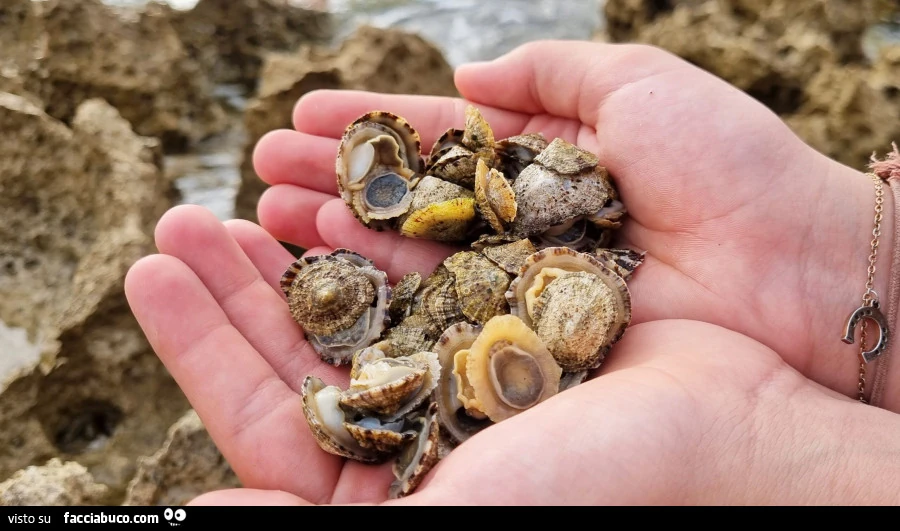 Vaccata