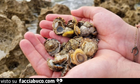 Vaccata