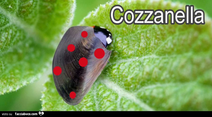 Vaccata