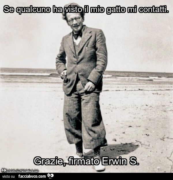 Se qualcuno ha visto il mio gatto mi contatti. Grazie, firmato Erwin S