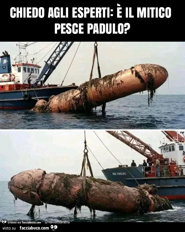 Chiedo agli esperti: è il mitico pesce padulo?
