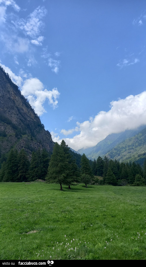 Buongiorno