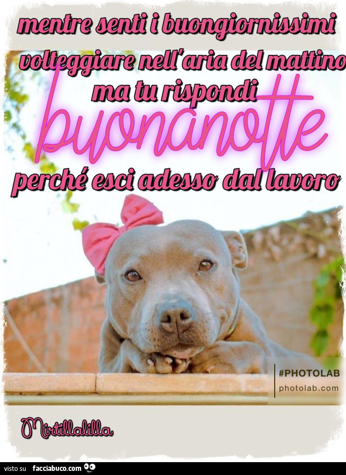 Buongiornissimi che volteggiano nell'aria