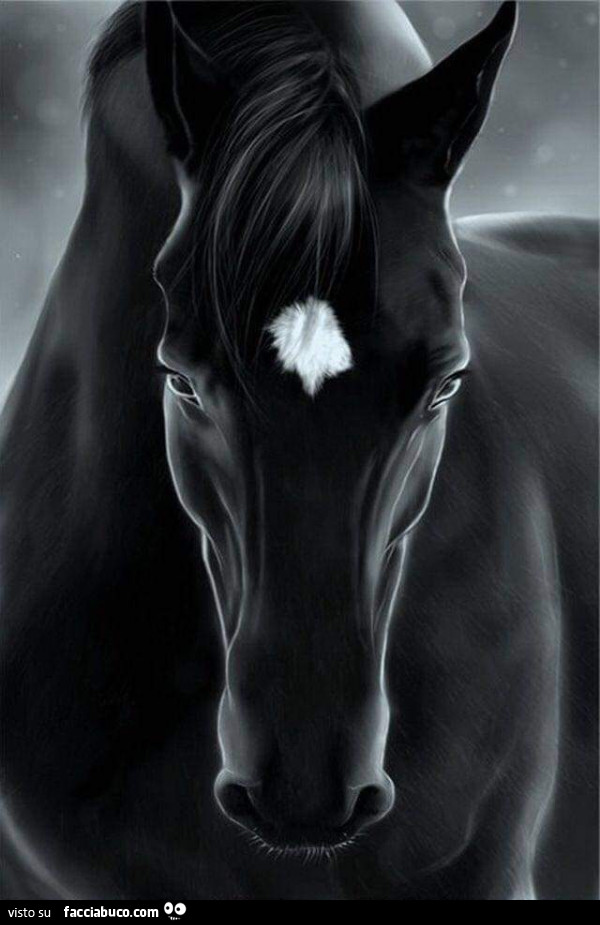 Cavallo