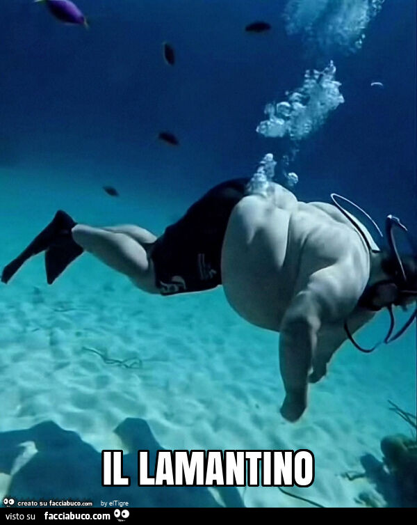 Il lamantino