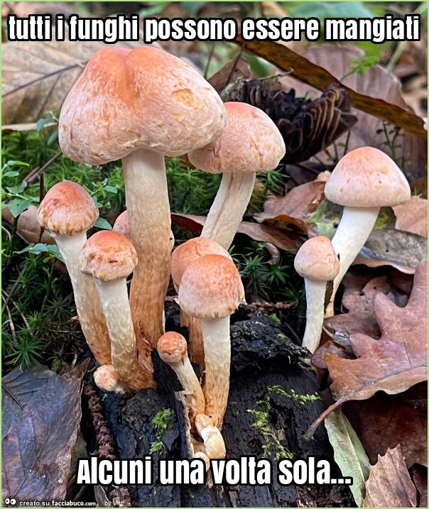 Tutti i funghi possono essere mangiati alcuni una volta sola