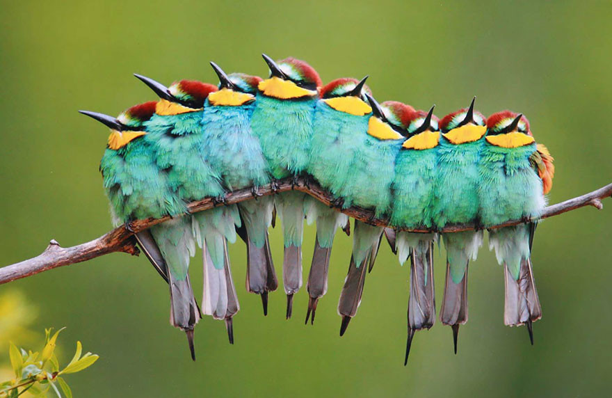 Foto uccelli colorati tutti stretti e in fila su un ramo