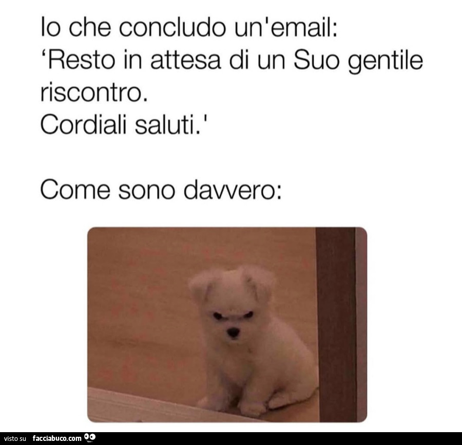 Io che concludo una mail resto in attesa di un suo gentile riscontro cordiali saluti come sono davvero cane