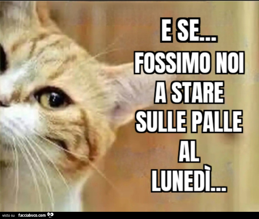 E se fossimo noi a stare sulle palle al lunedì gatto