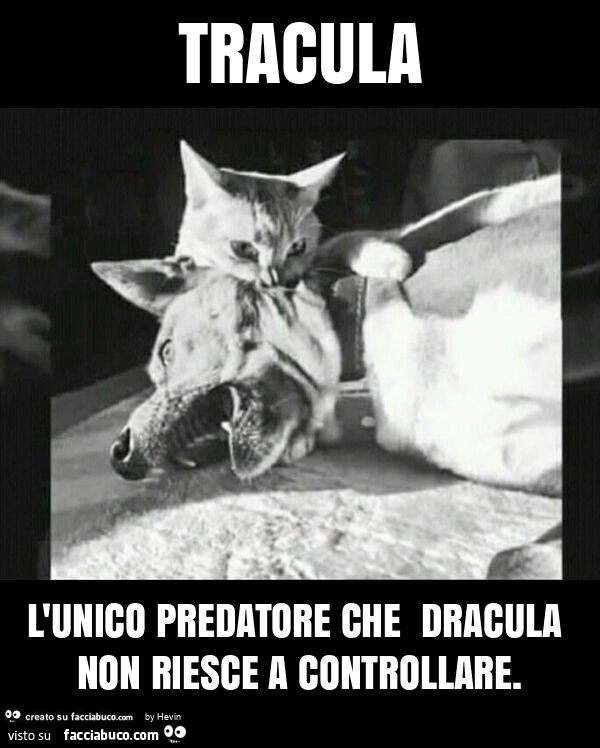 Tracula l'unico predatore che dracula non riesce a controllare