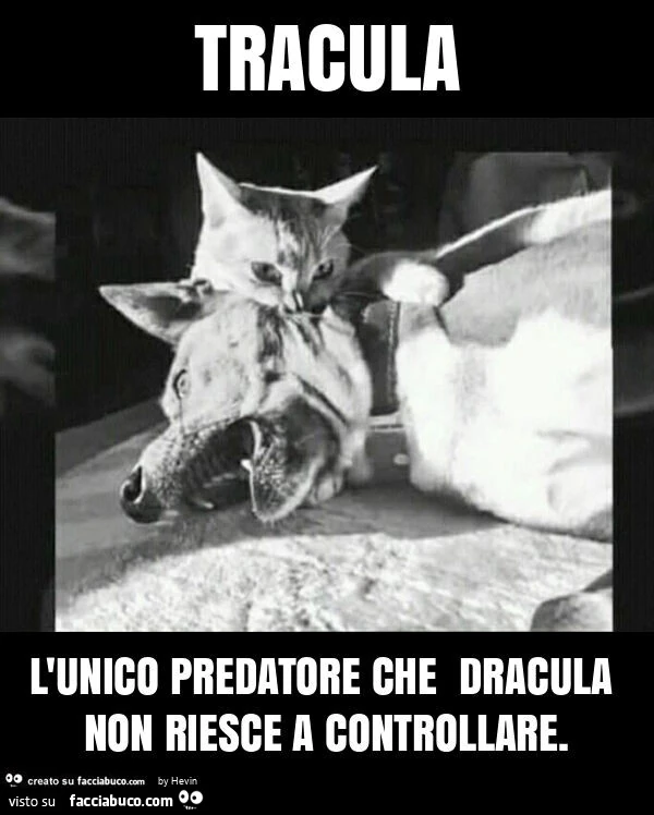 Tracula l'unico predatore che dracula non riesce a controllare