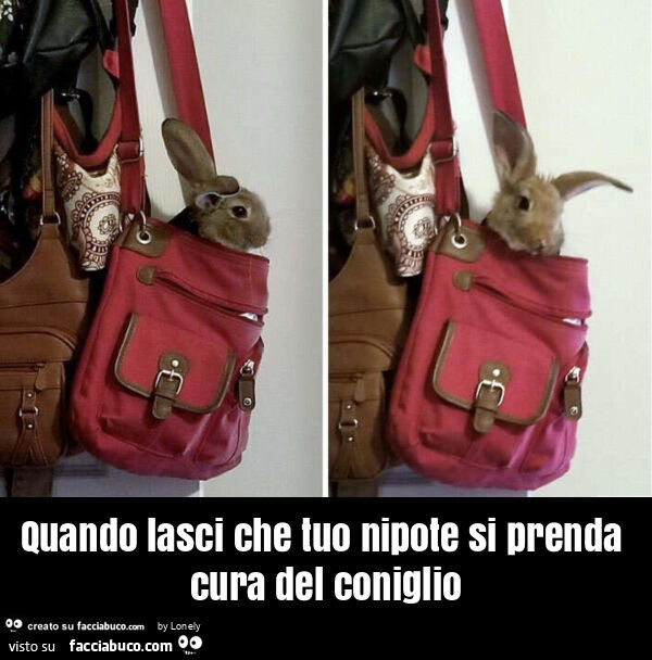 Quando lasci che tuo nipote si prenda cura del coniglio