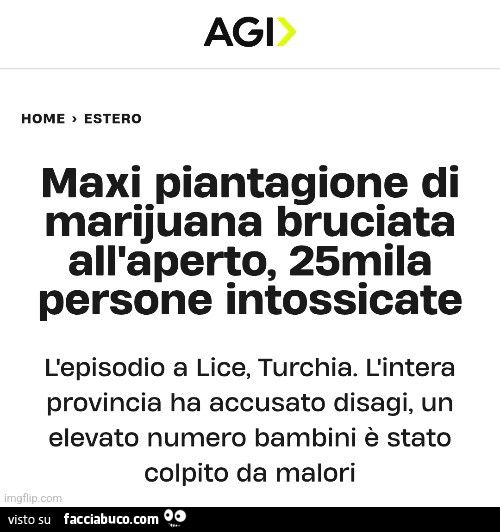 Maxi piantagione di marijuana bruciata all'aperto, 25mila persone intossicate