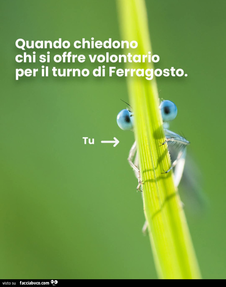 Quando mi chiedono chi si offre volontario per il turno di ferragosto tu insetto che si nasconde