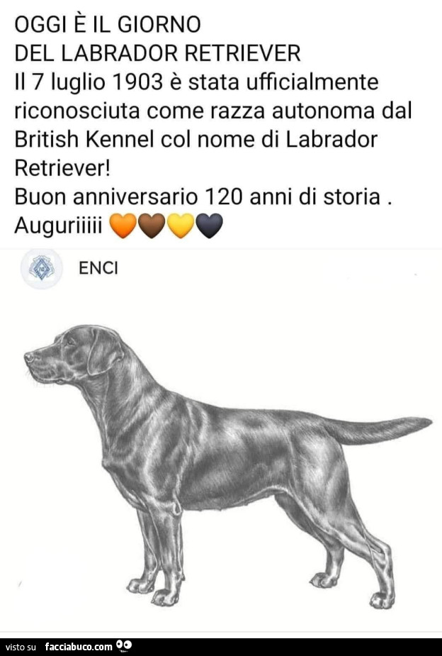 Oggi è il giorno del labrador retriever