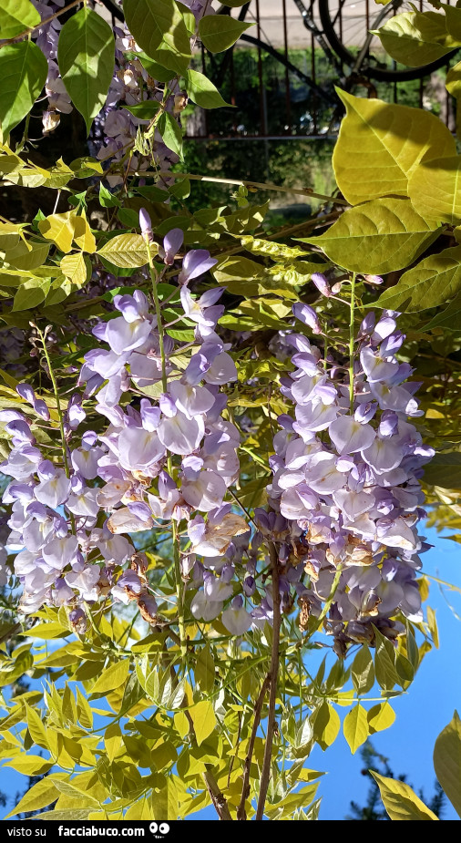Vaccata