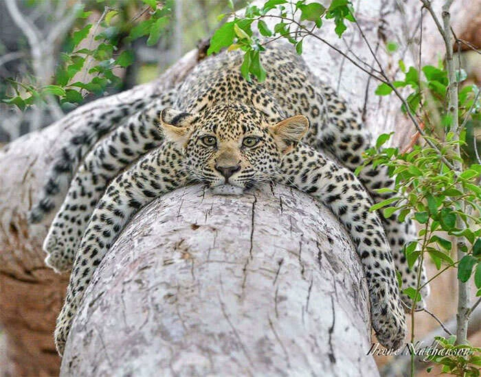 Fotografia animali selvatici leopardo ghepardo appollaiato su tronco d'albero che si riposa