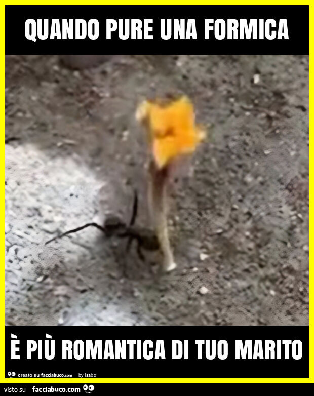 Quando pure una formica è più romantica di tuo marito