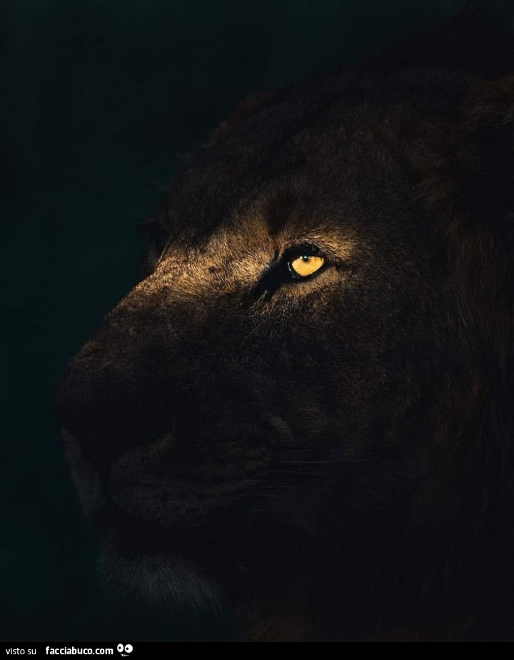 Leone
