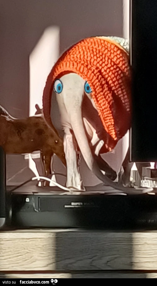 Vaccata