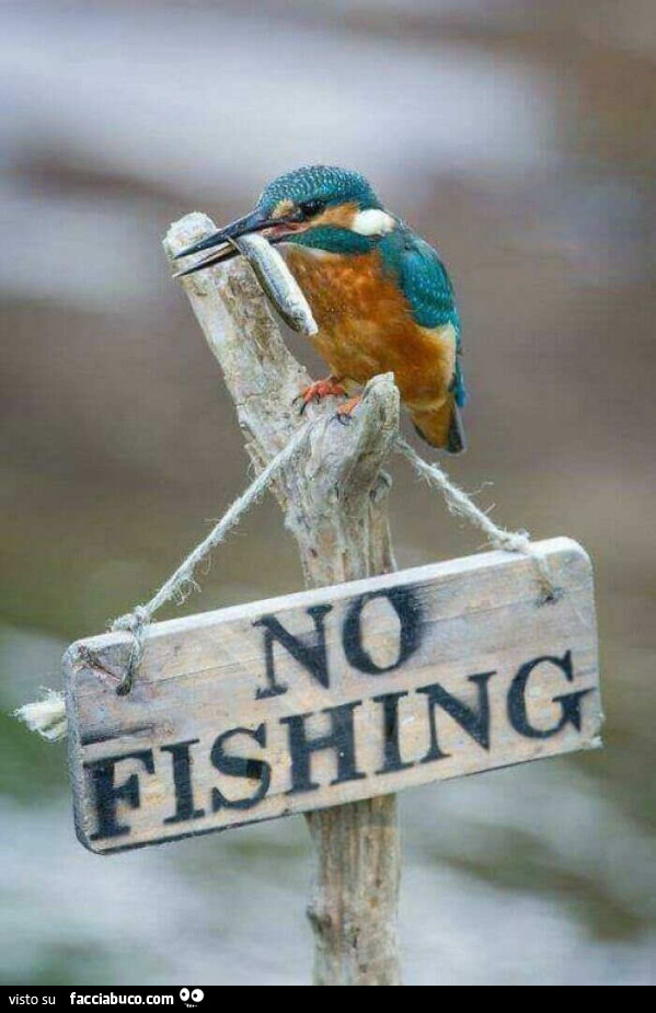 Un uccello con in bocca un pesce sopra al cartello di Divieto di pesca