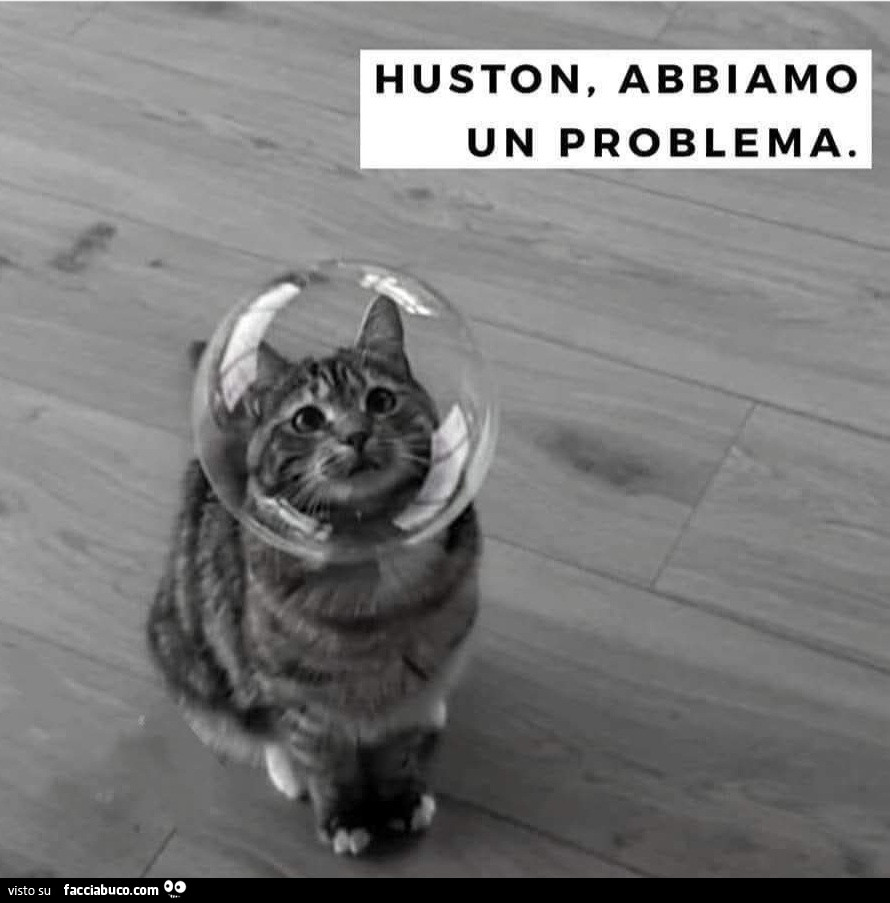 Huston abbiamo un problema gatto