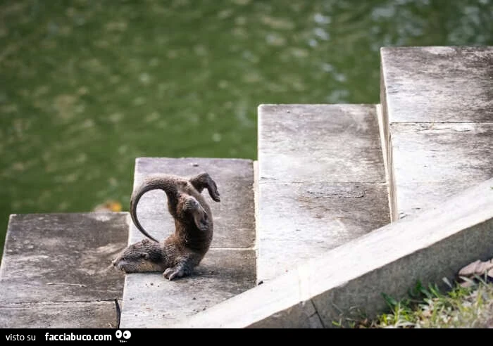 Animali buffo che scivolano inciampato sulle scale