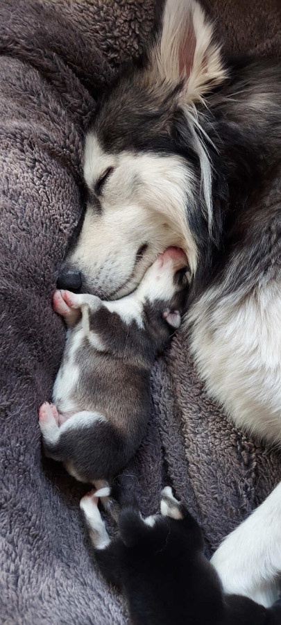 Cane Husky con il suo cucciolo