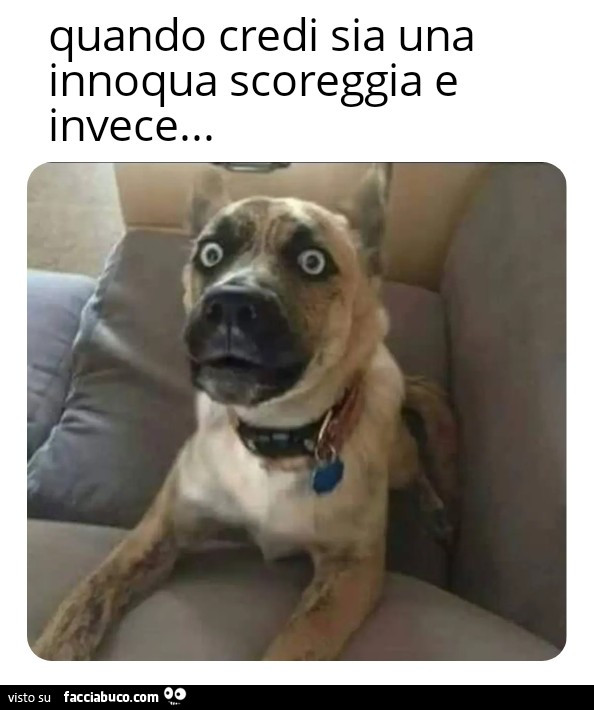 Cane cacca scoreggia