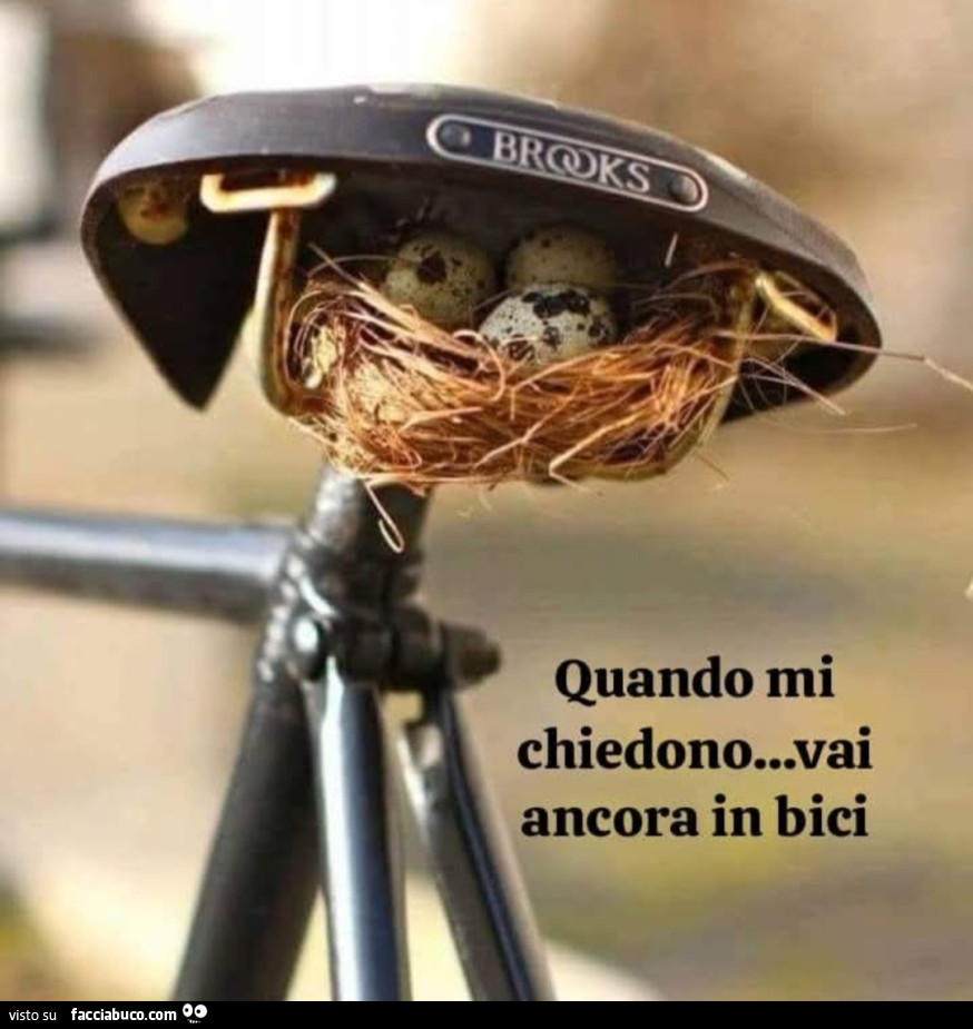 Quando mi chiedono vai ancora in bici nido sotto la sella