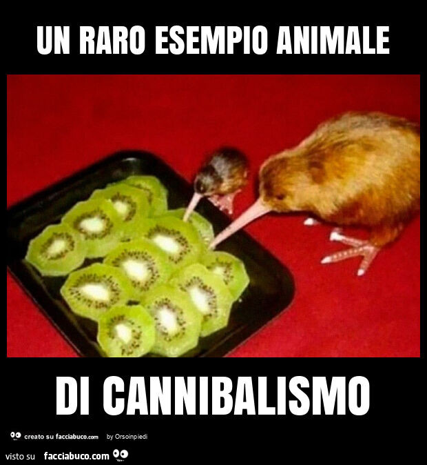 Un raro esempio animale di cannibalismo