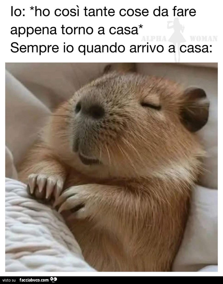Vaccata