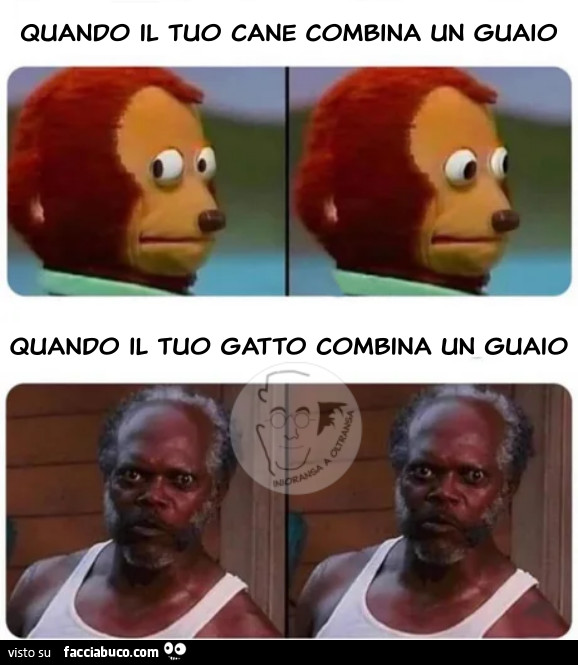 Cani Gatti