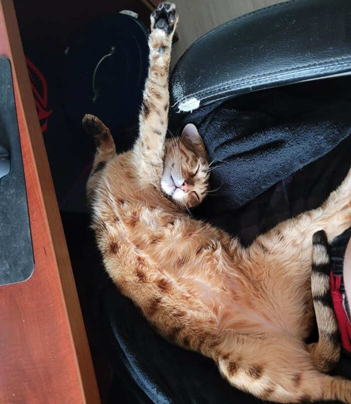 Gatto che dorme in posizione strana
