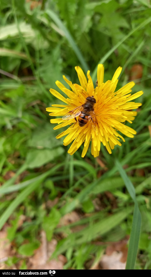 Vaccata