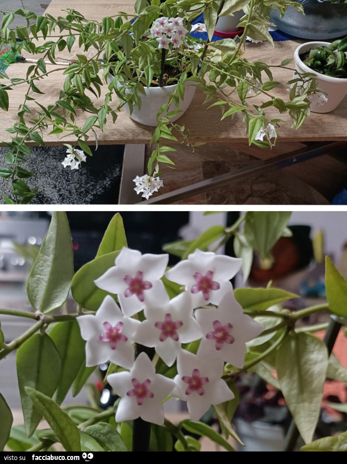 Vaccata