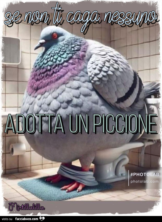 Adotta un piccione