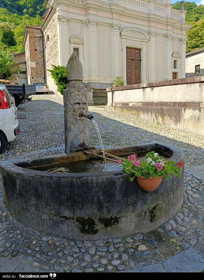 Vaccata