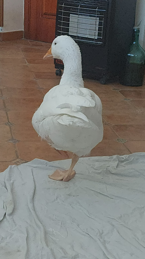 Vaccata