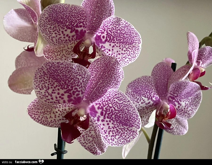 Orchidea