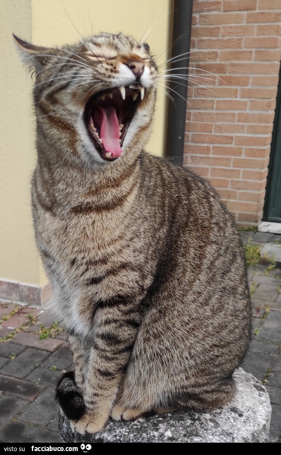 Vaccata