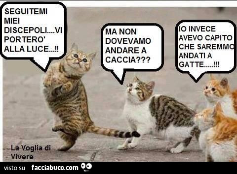 Vaccata