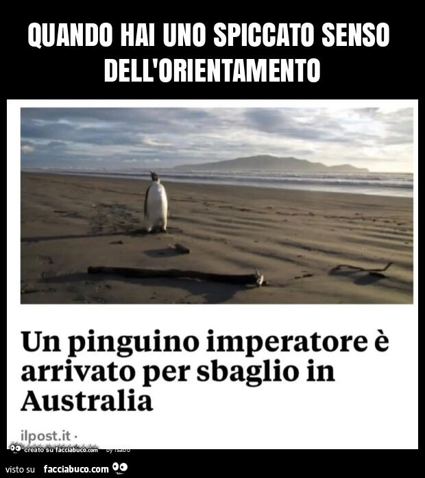 Quando hai uno spiccato senso dell'orientamento un pinguino imperatore è arrivato per sbaglio in australia