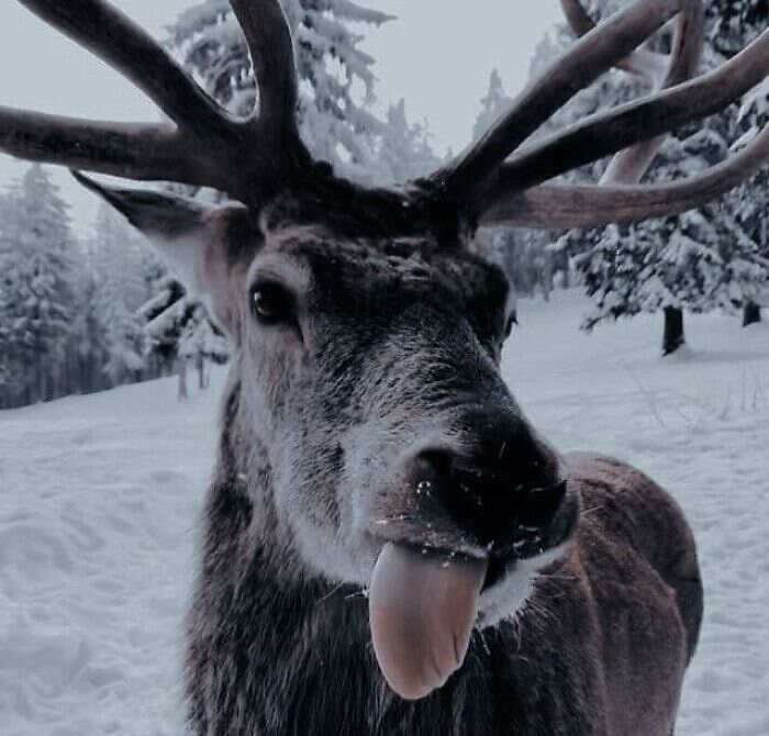 Foto cervo che sbava in amore nella settimana di San Valentino