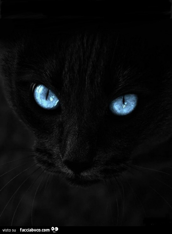 Gatto nero occhi azzurri