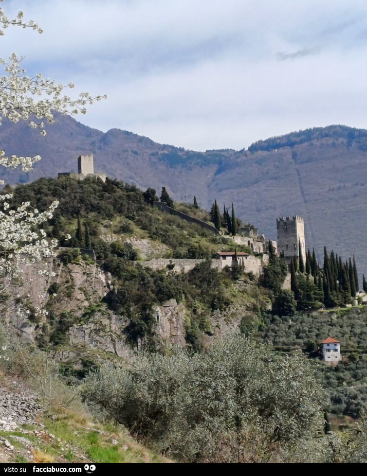Vaccata