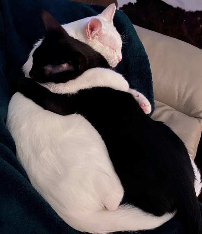 Gatti bianchi e neri che dormono abbracciati come lo Yin e lo Yang